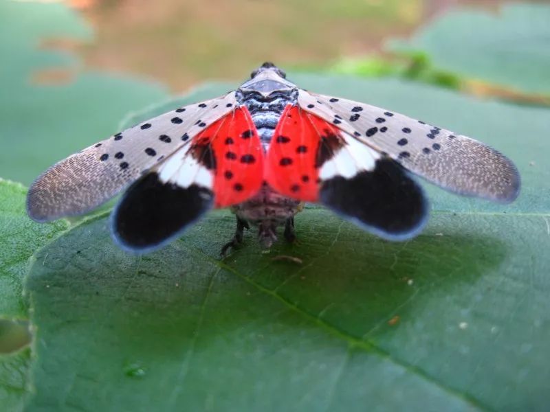 花姑娘斑衣蜡蝉图片