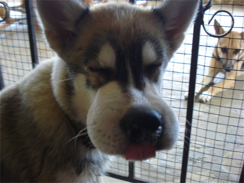 一群傻汪星人去捅马蜂窝,看到哈士奇和金毛的惨状我笑得好内疚