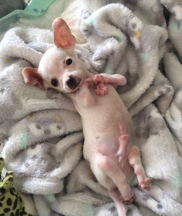 天生就四肢畸形的小狗, 顽强的活了下来