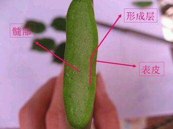 成活率99%,一棵能长好几米高,开花特壮观|蟹爪兰|仙人掌|形成层_新浪