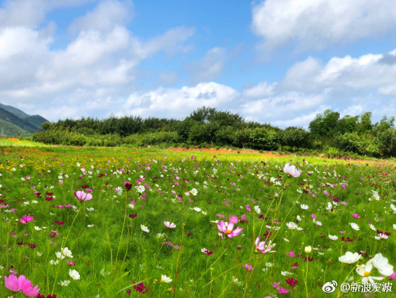 余姚大岚"七彩山丘",花海正绚烂