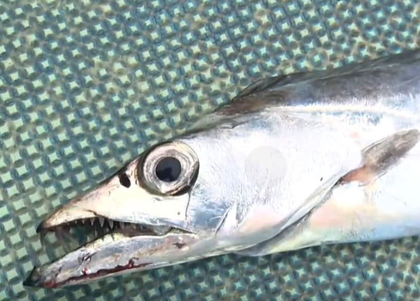 钓鱼意外收获"利齿怪鱼",身体光滑如镜子,男子果断打包带回