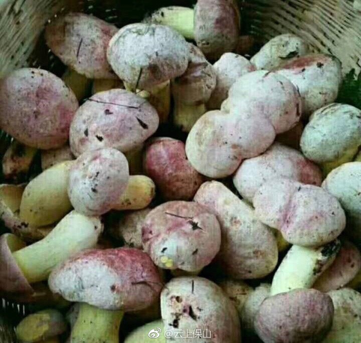 在保山吃野生菌需要注意什么