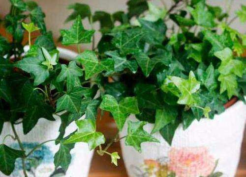 家里潮湿有异味5种花清空气吸异味好养又漂亮忒值