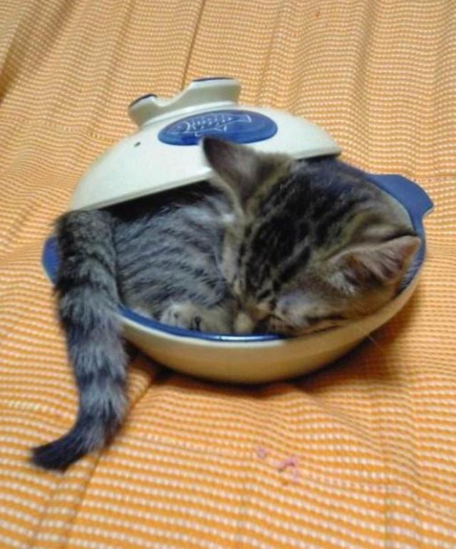 猫之大,一锅炖不下!下面由猫咪为我们表演:铁锅炖自己!