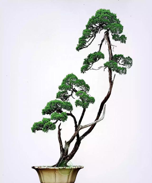 彭盛滔         《迎客松》黑松 付建明作品         《君子好逑》