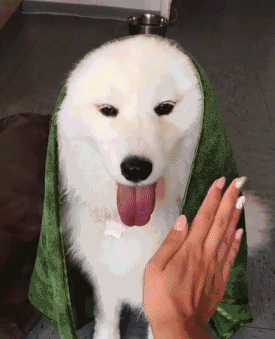 275_339gif 动态图 动图