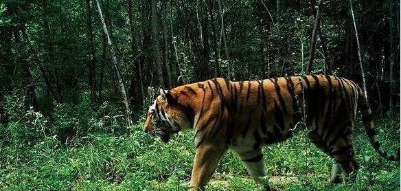 地球上最大的老虎, 体重可达350千克, 秒杀狮子, 吊打一切同类