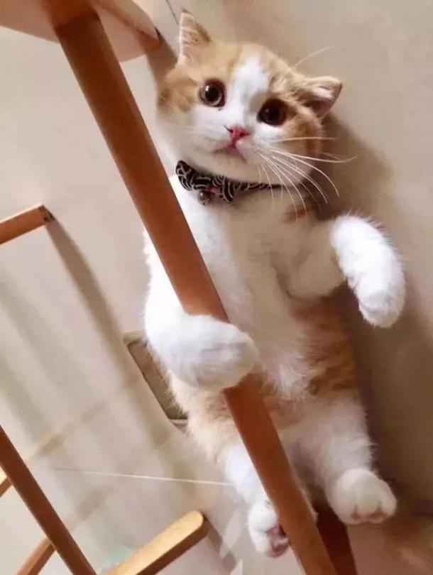 橘猫单手扶墙姿势不变,一个小时过去了,主人走进一看笑喷在墙角
