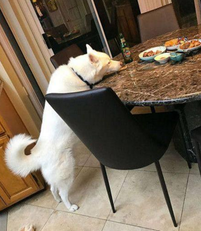 二哈望着一桌美食兴叹,够不着馋到仰天长啸,主人忍不住笑喷了!