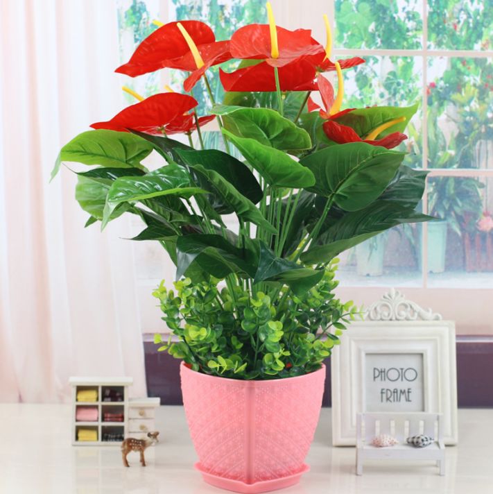 上种了几种花苗,没想到竟打造出一片花海|杜鹃|花苗|盆栽_新浪新闻