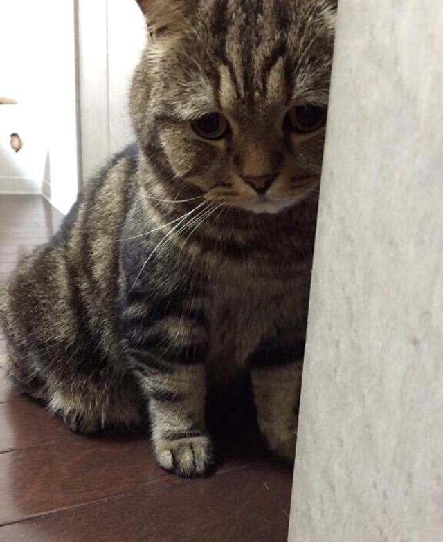 猫咪做错事把主人气炸,但看到它那委屈的小表情,瞬间心软!|主人|表情|
