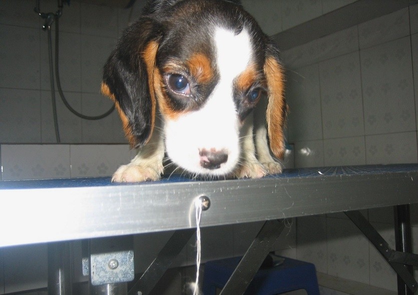 史努比的原型比格犬帮你完成梦想|史努比|比格犬|米格鲁_新浪新闻