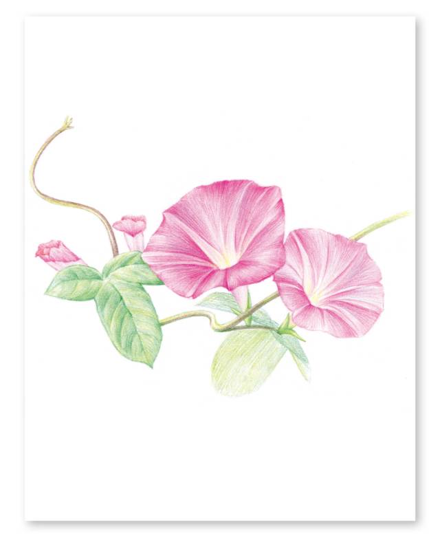 教程画一朵清新的牵牛花