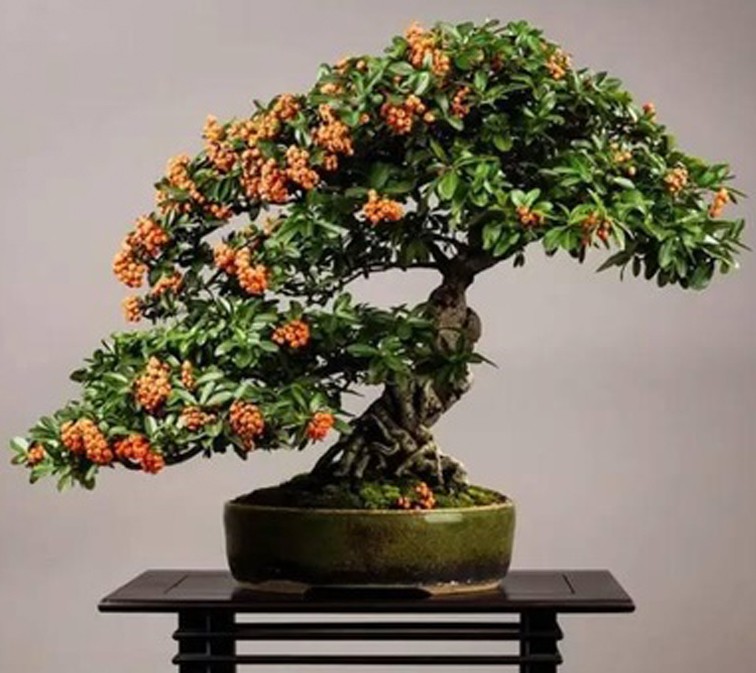 经验掌握六要点让你的火棘盆景朵朵繁华累累硕果