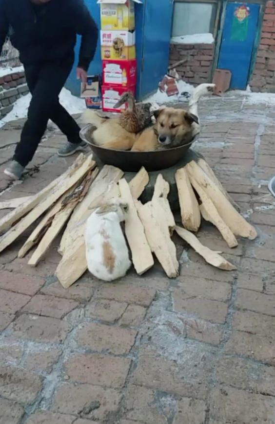 二货主人铁锅炖狗,亮点是兔子:别碰我,我自己会进去!