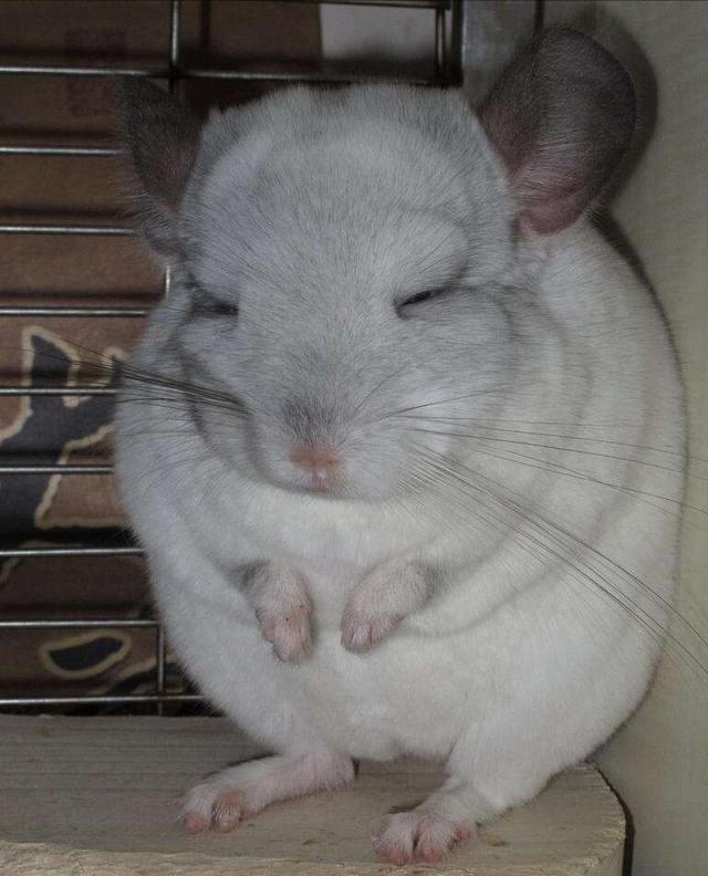 家有龙猫初长成 如何判断龙猫的年龄