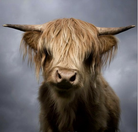 摄影师为动物拍大头照:一片傲娇喜感萌萌哒