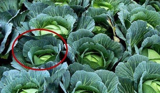 这样的卷心菜不能吃, 长期食用导致慢性中毒、
