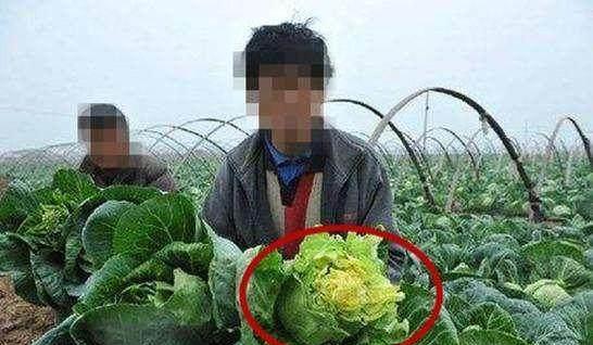 这样的卷心菜不能吃, 长期食用导致慢性中毒、