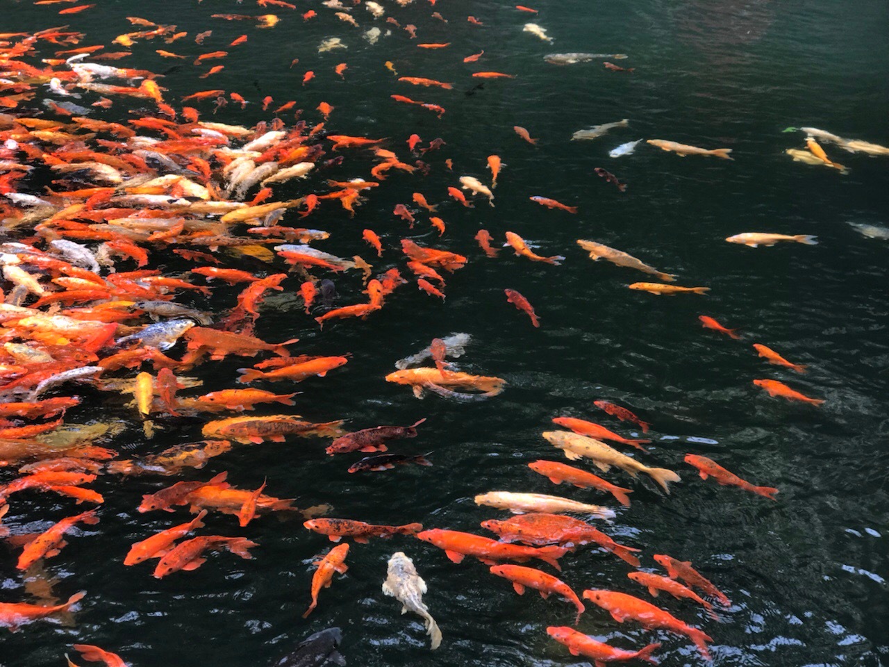 好多鱼|鱼_新浪新闻