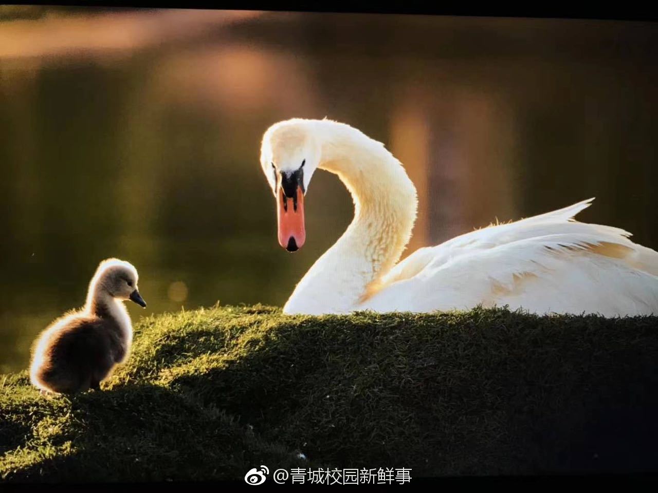太可爱内蒙古财经大学镜湖斗士诞生天鹅宝宝靓照曝光色