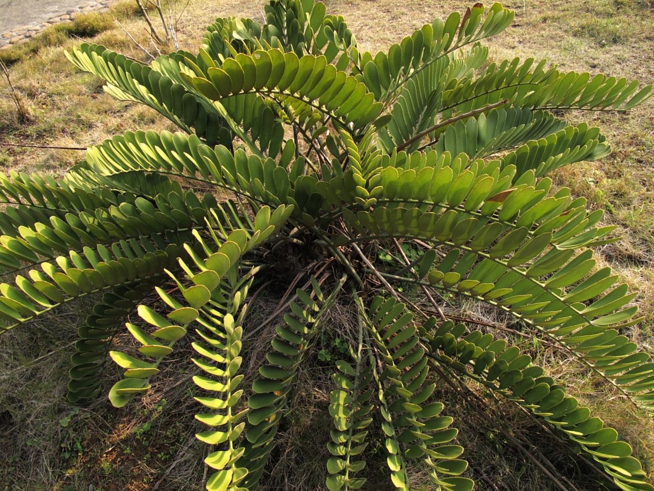 苏铁的种类大全常见的九种苏铁类别