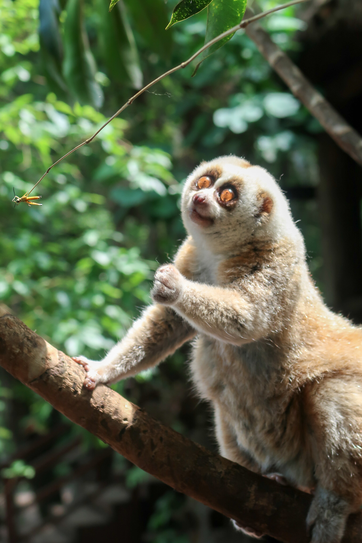 普洱这只懒洋洋的蜂猴眼神萌翻众人,但是却自带毒液生人勿进