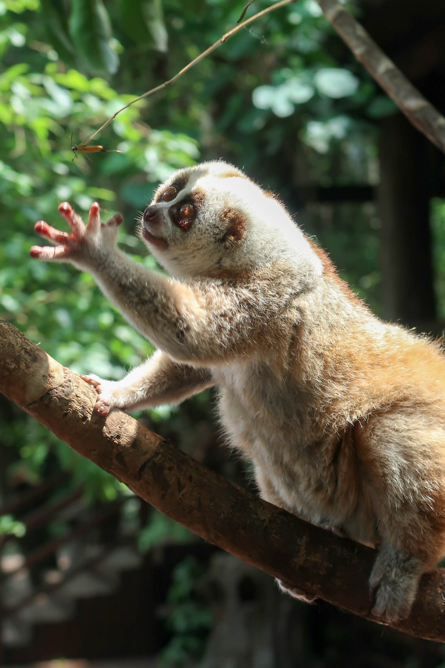 普洱这只懒洋洋的蜂猴眼神萌翻众人,但是却自带毒液生人勿进