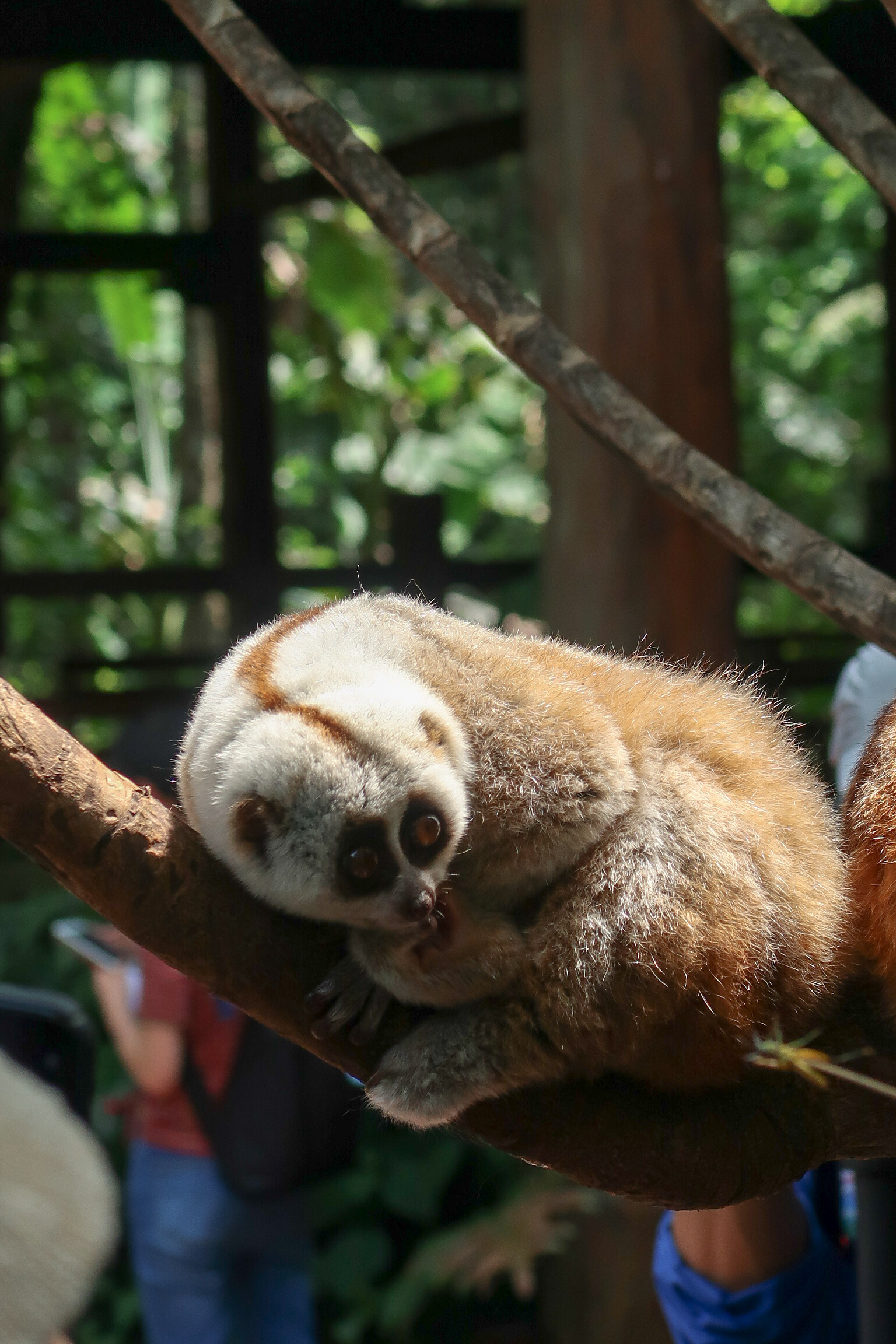 普洱这只懒洋洋的蜂猴眼神萌翻众人,但是却自带毒液生人勿进