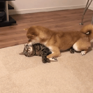 柴犬扑倒猫咪然后亲了一顿,喵星人:铲屎官!赶紧拖走这只蠢汪!