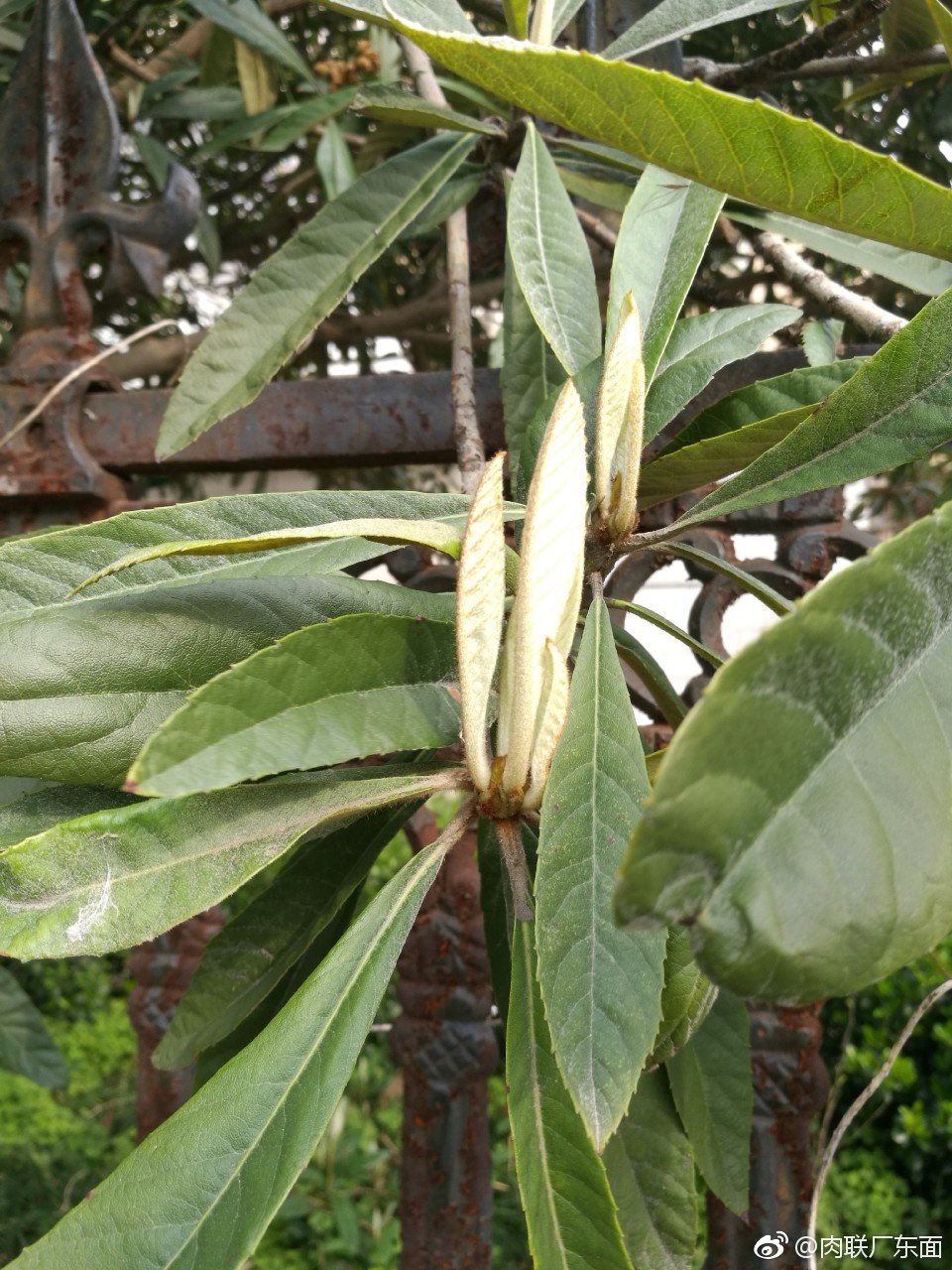 冬花春果二月初八看枇杷