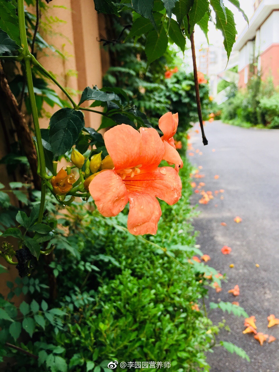 雨后苕华61凌霄花