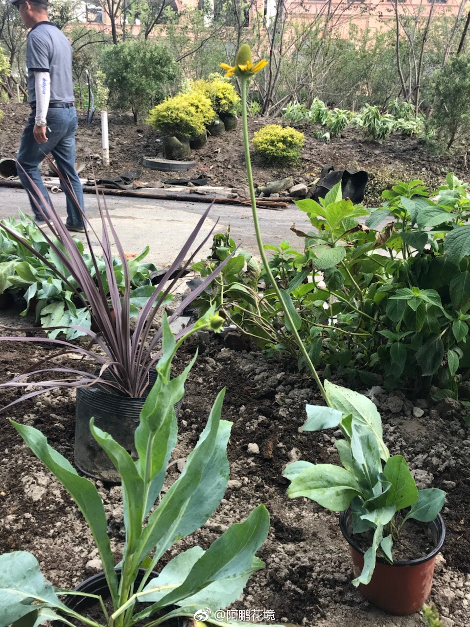 红花钓钟溜极具推广价值的新品蒲棒菊极具网红气质的大白菜