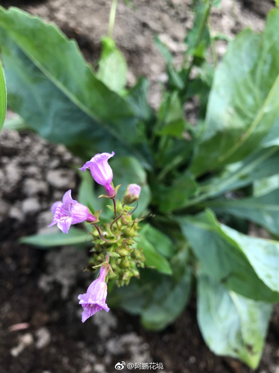 红花钓钟溜极具推广价值的新品蒲棒菊极具网红气质的大白菜