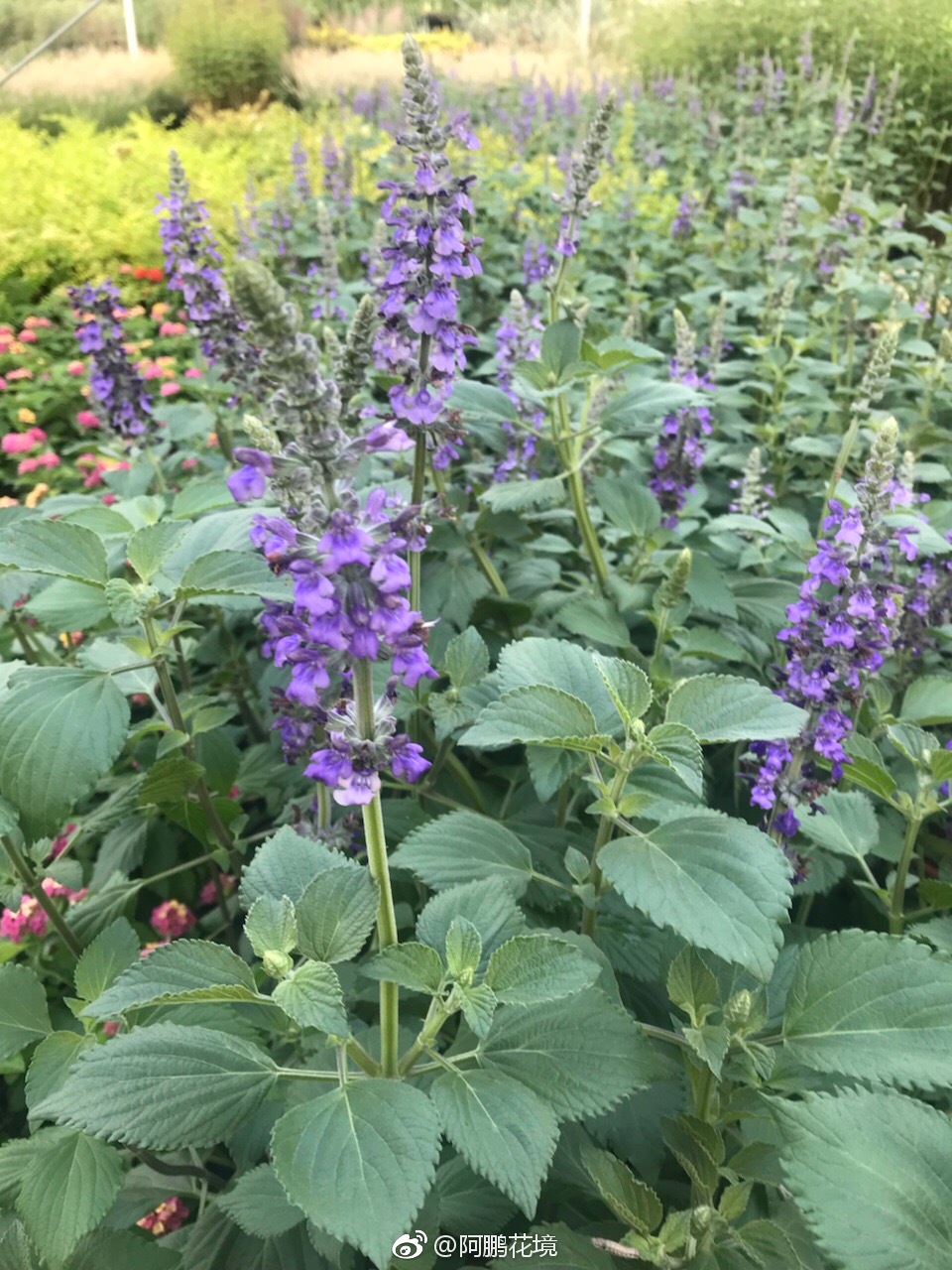 蓝雪花和超级鼠尾草蓝霸