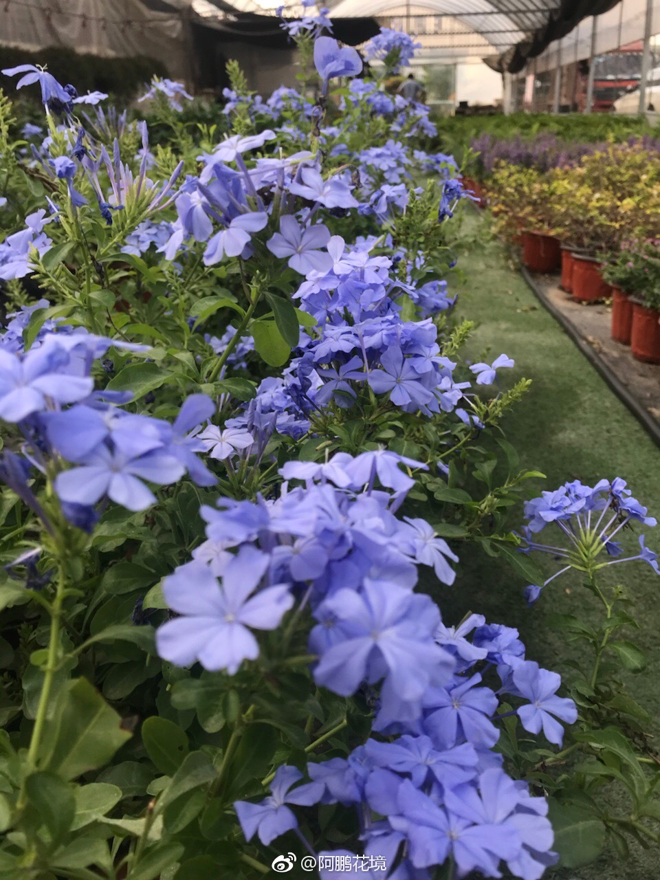 蓝雪花和超级鼠尾草蓝霸