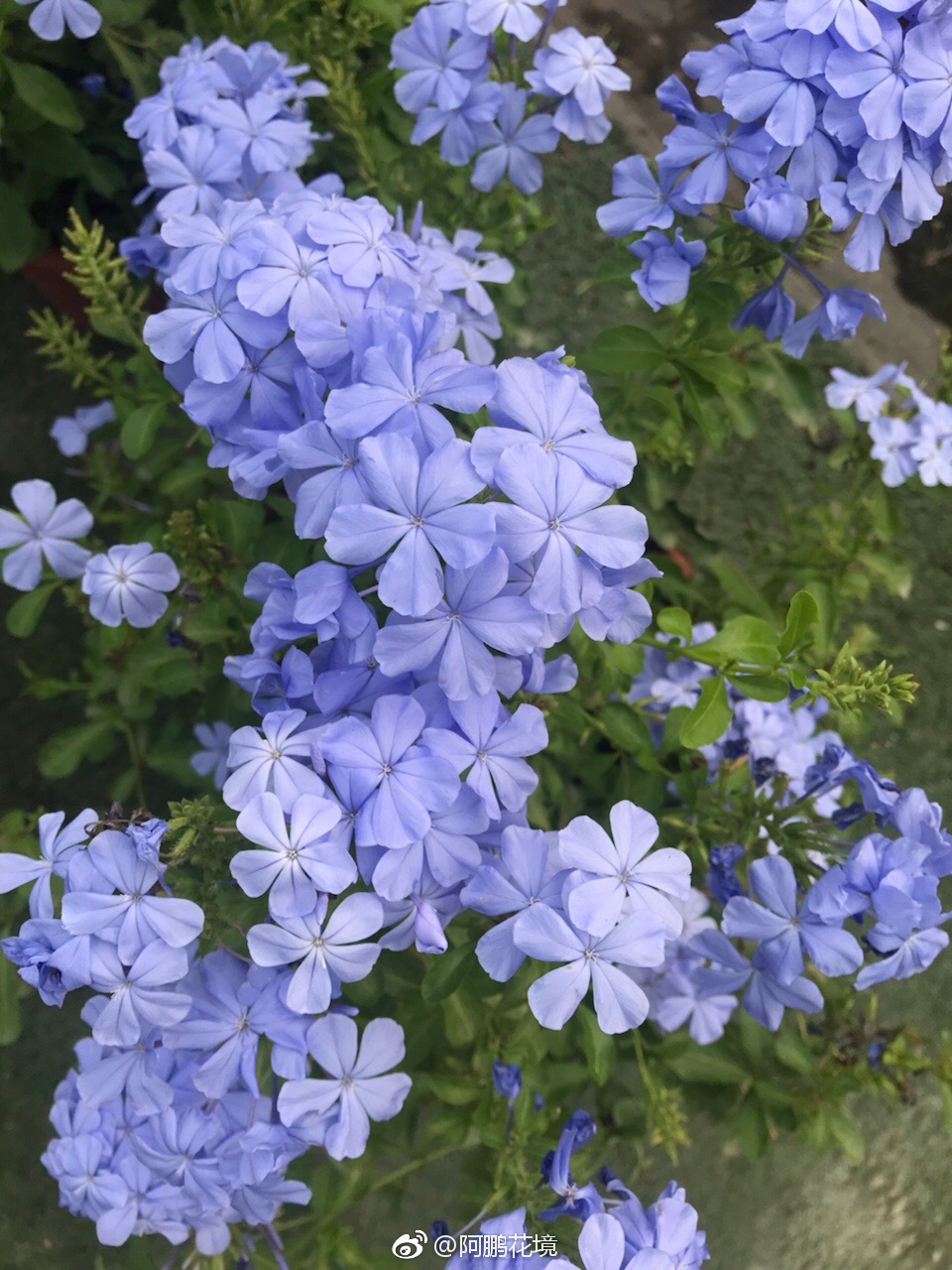 蓝雪花和超级鼠尾草蓝霸