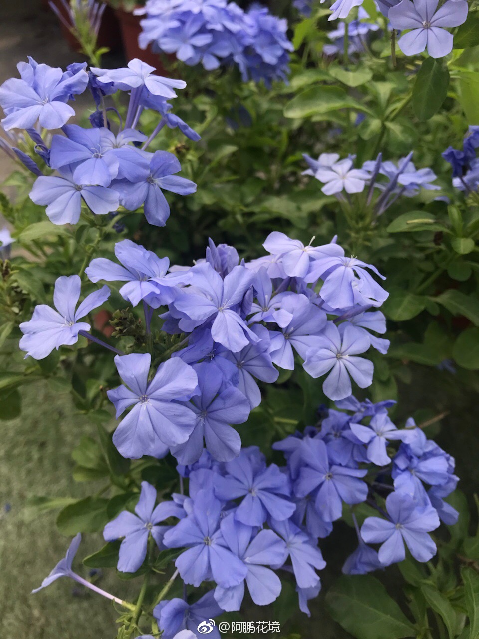 蓝雪花和超级鼠尾草蓝霸