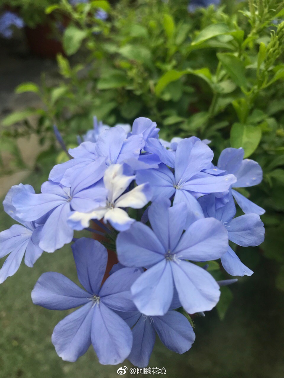 蓝雪花和超级鼠尾草蓝霸