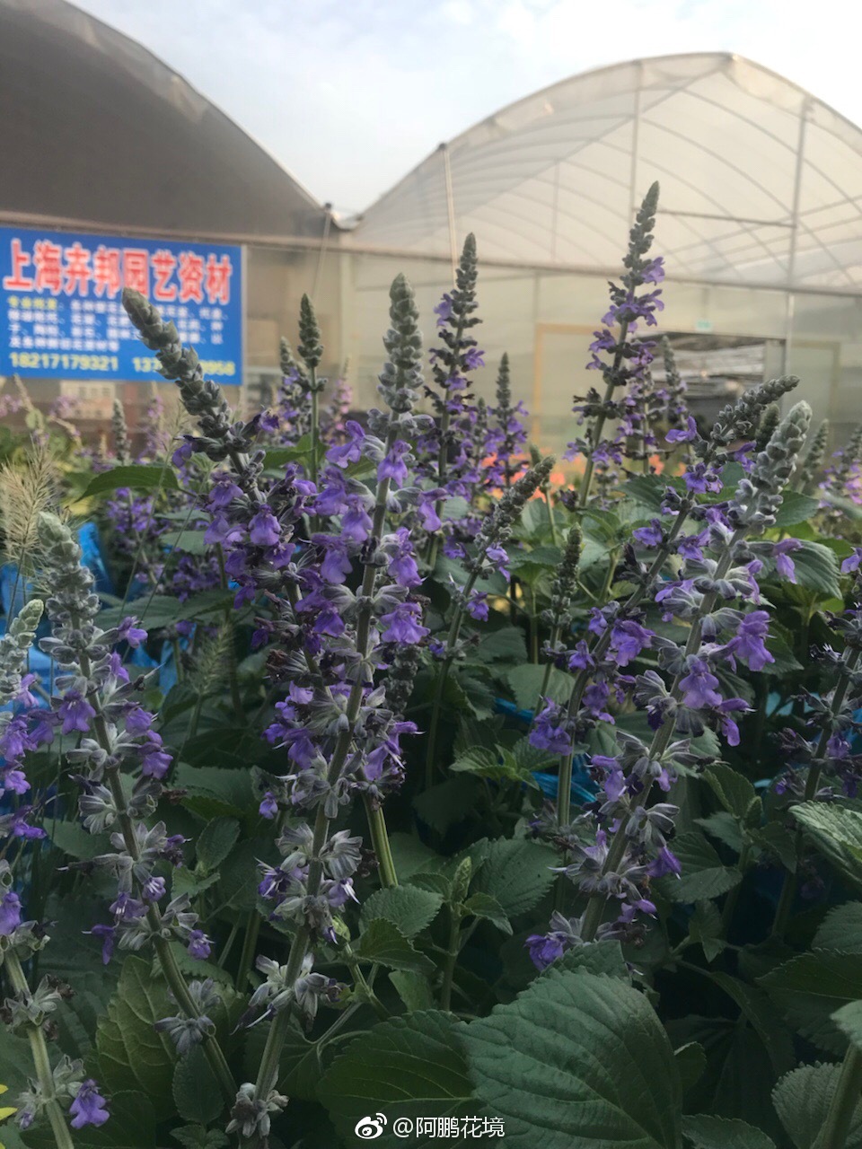 蓝雪花和超级鼠尾草蓝霸