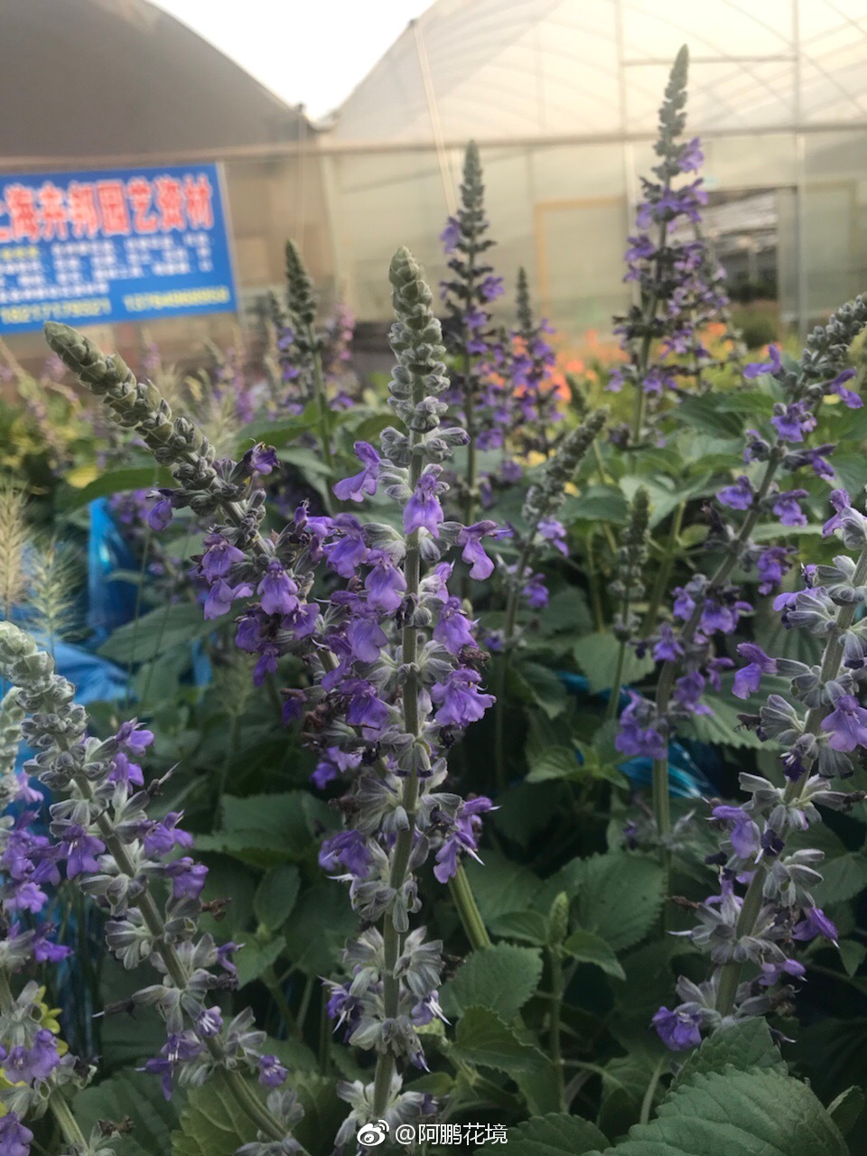 蓝雪花和超级鼠尾草蓝霸