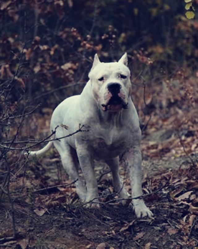 终极猛犬之最,最适合家养的四大护卫|罗威纳|猛犬|杜宾犬_新浪新闻