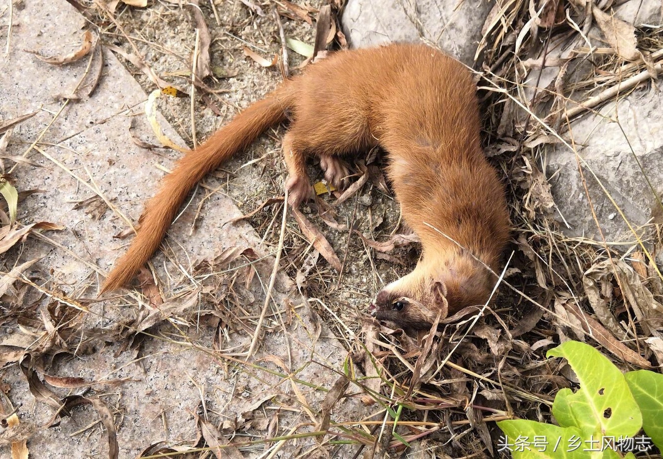 黄鼠狼怎么叫 新浪网