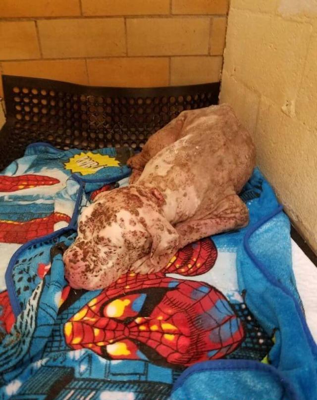 狗狗惹到上千只蜜蜂,被叮得浑身是伤,医生看了都吓一跳