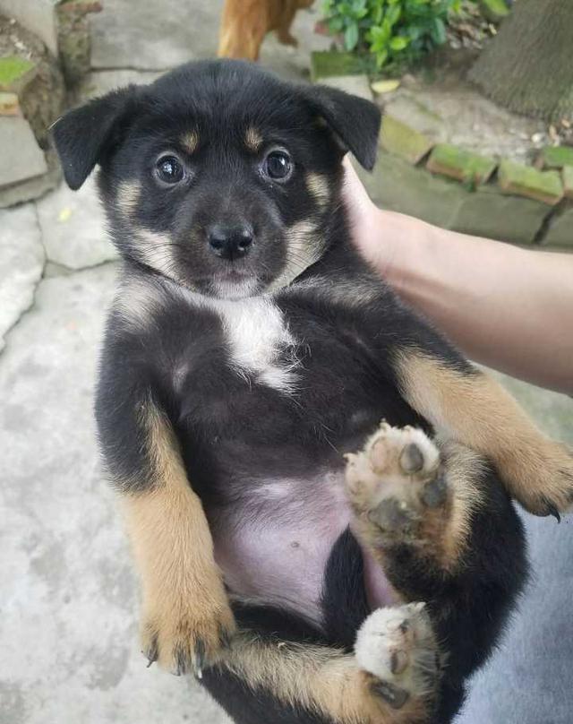 给我们留下美好回忆的儿时宠物农村的大黄狗一