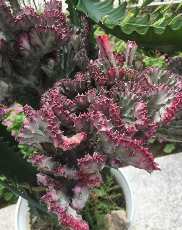 家居养花:多肉彩麒麟,烂根该如何补救?|麒麟|烂根|补救_新浪新闻