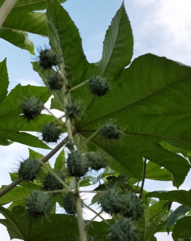 偶遇大麻子(蓖麻)