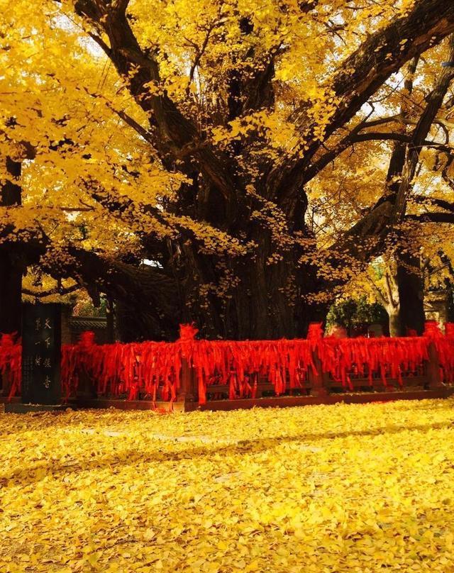 千年寺庙四千年的古树今年的十一假期有了好去处