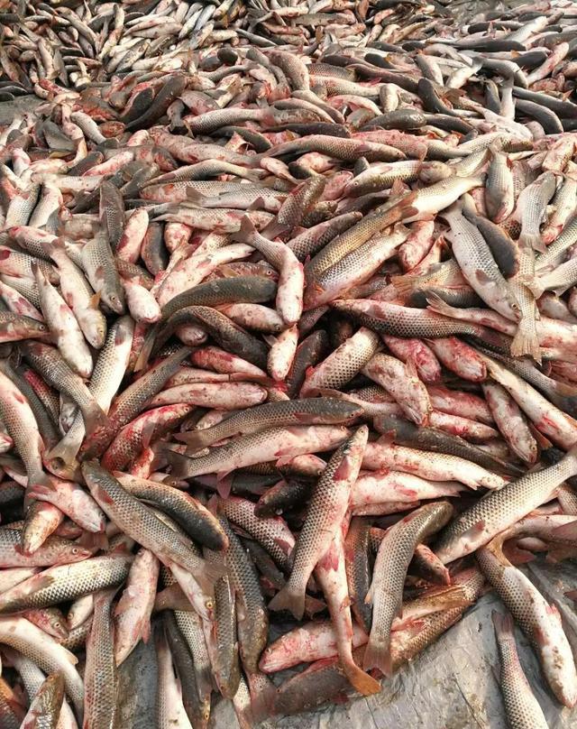 莱州开春一鲜!错过要等下一年!最全吃法都在这.